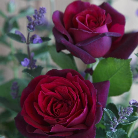 Rose plant with dark magenta rose blooms and green leaves