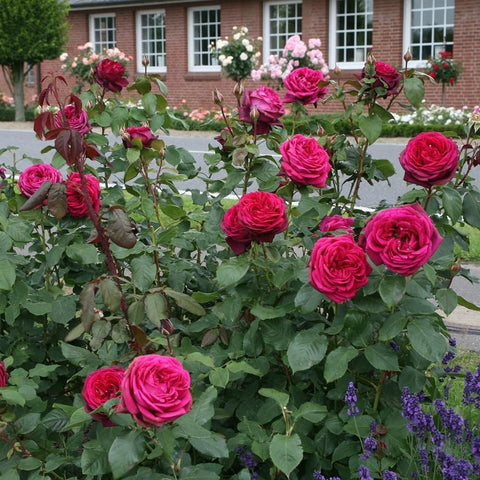 Rose plant with pink-magenta roses and dense green foliage in a garden bed