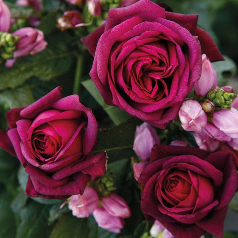 Rose plant with dark magenta, fully opened blooms and green leaves