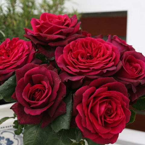Rose plant with deep pink-magenta round blooms and lush green foliage