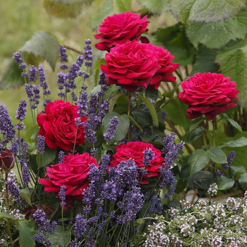 Rose plant with bright magenta blooms, purple lavender spikes, and green leaves