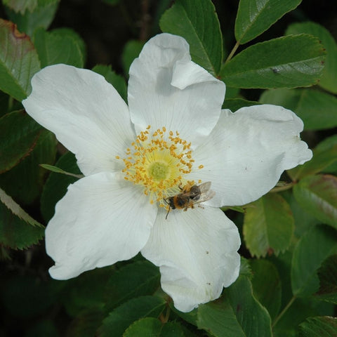 White shrub rose bloom with yellow center and green leaves, one flower in close view