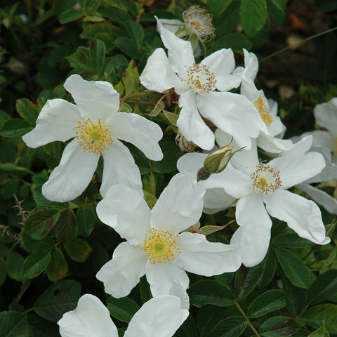 White shrub rose cluster with yellow centers and green foliage, several blooms visible