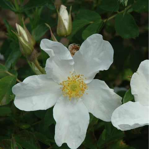 White shrub rose bloom with yellow center beside green buds and leaves