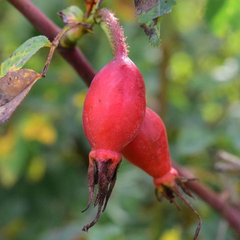 Shrub rose hips on thorny stems, red-orange, early fruit detail