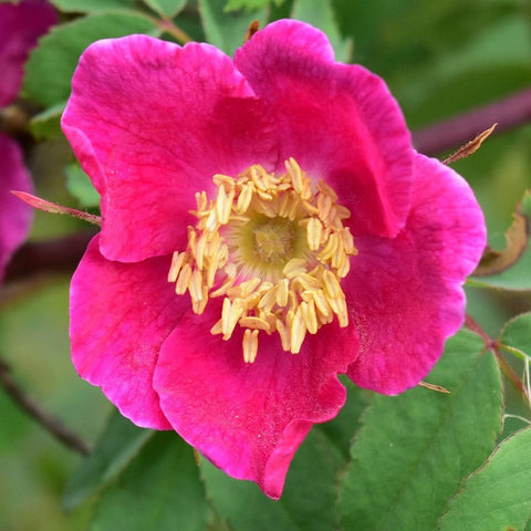 Bright pink shrub rose bloom with yellow stamens and green leaves