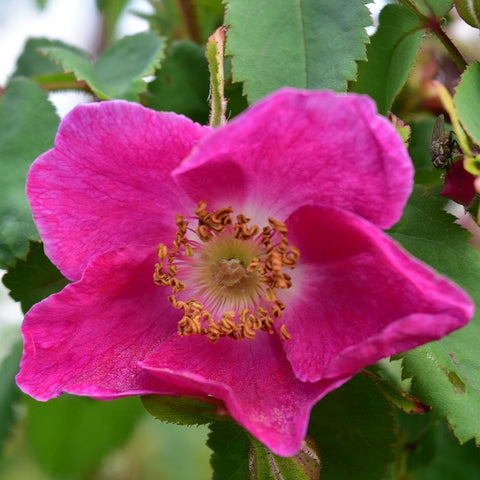 Pink shrub rose flower close-up with curled yellow stamens and green foliage