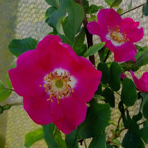 Two pink shrub rose flowers with yellow centers on green stems