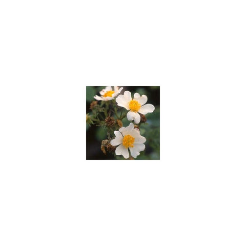 Rambling rose flowers with white petals and orange-yellow centers