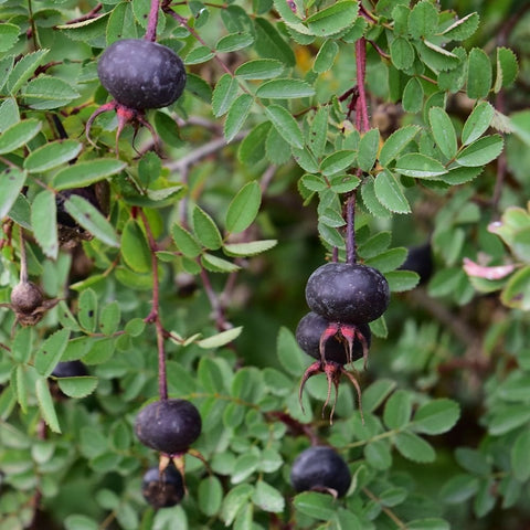 Rose hips (dark purple berries) on thorny stems with green leaves