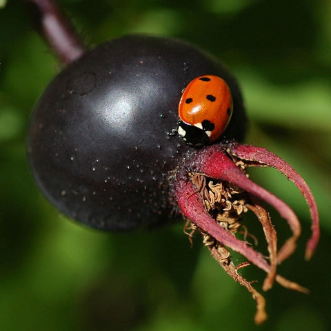 Ladybug on dark purple rose hip on thorny red stem with dried plant parts