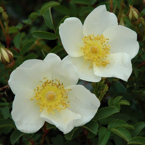 White rose blossoms with yellow centers, green leaves, and buds