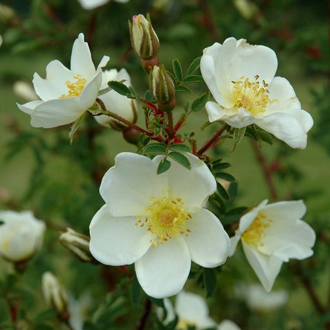 Pimpinellifolia rose with white five-petal flowers and yellow stamens