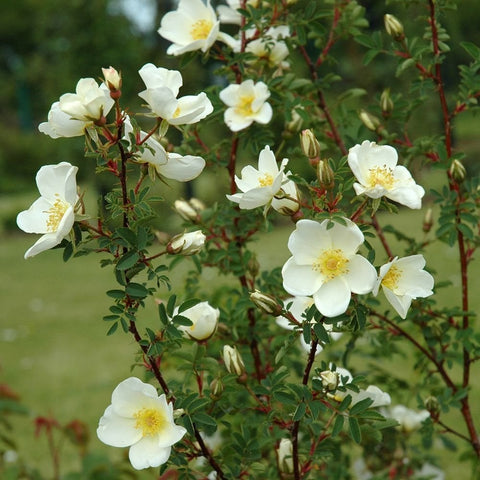Rose branches with white flowers and green leaves