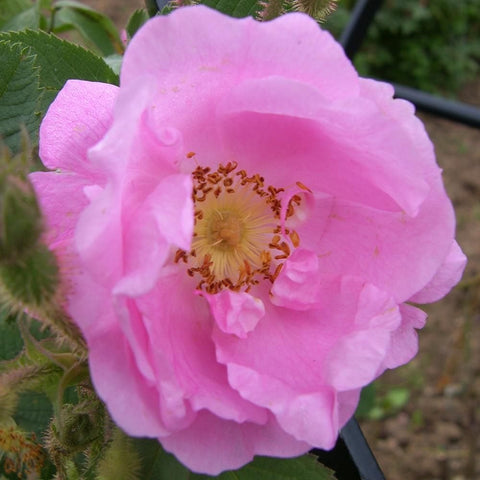 Light pink shrub rose flower with layered petals and yellow center stamens