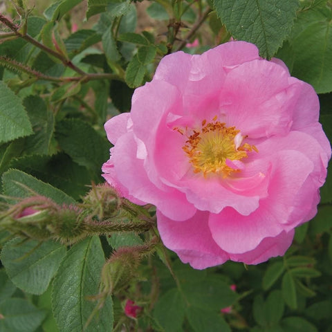 Pink shrub rose flower on branches with serrated green leaves