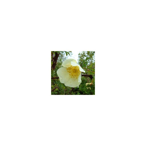 Primula shrub rose blossom with pale yellow petals