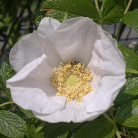 White rugosa rose flower with yellow center and green leaves