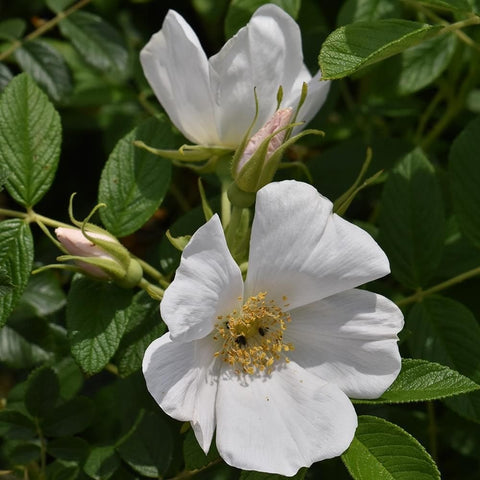 White rugosa rose blossoms on stems with green leaves