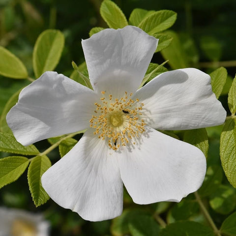 Large white rugosa rose flower with yellow stamens and surrounding leaves