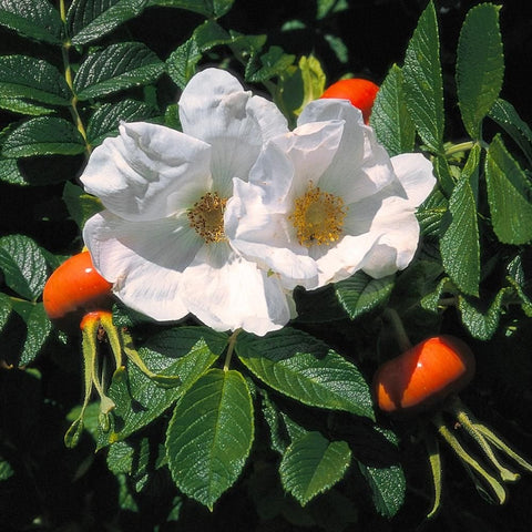 White rugosa rose flowers with orange rose hips and green leaves
