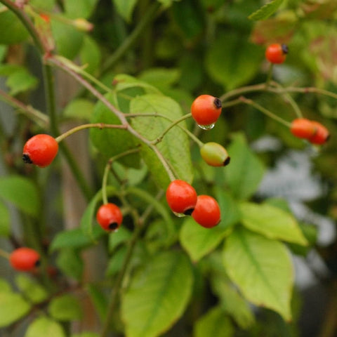 Red rose hips on green stems and leaves