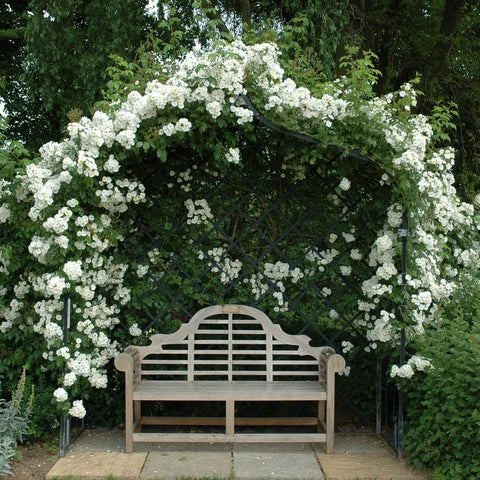 White flowering climbing rose on a garden trellis with arching branches