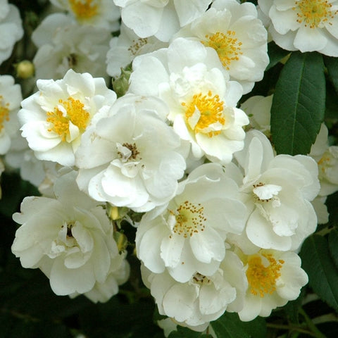 Close-up of white rose blossoms with yellow centers and textured green leaves