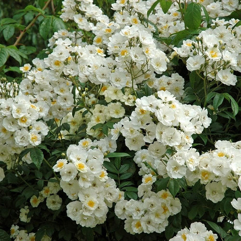 Dense cluster of white rose flowers with yellow centers and dark green foliage