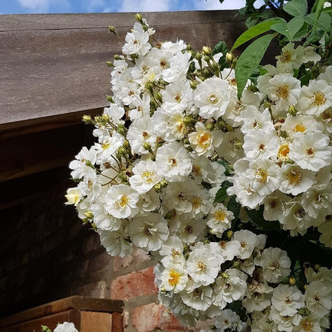 White rose blossoms spilling over a dark wooden structure