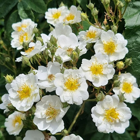 White rambling rose blooms with yellow centers and green buds on leafy stems