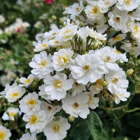 Cluster of white rose blooms with yellow centers and green buds
