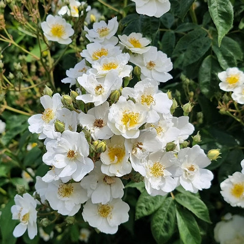 White rose cluster with yellow centers and surrounding green leaves and stems