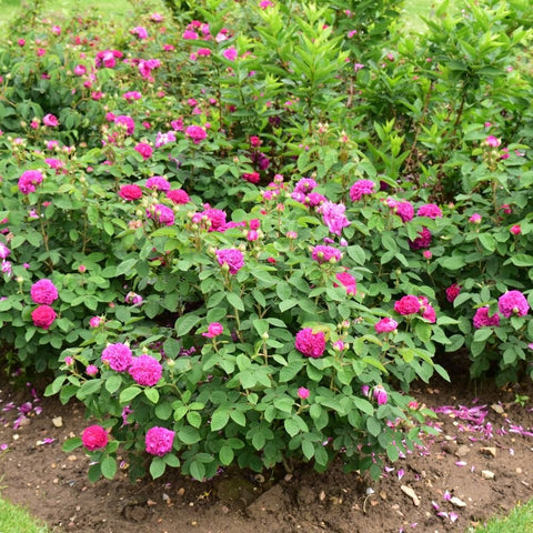 Pink rose bush with multiple blooming flowers in a garden bed