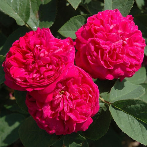 Bright pink rose blossoms on green leaves, close-up view