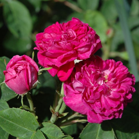 Pink rose blossoms cluster with green buds and leaves, close-up