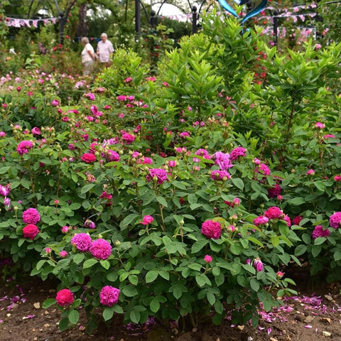 Pink rose bush with many blooms along a garden planting row