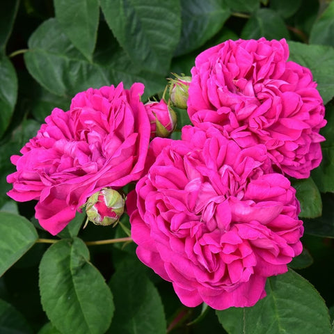 Three vivid pink rose blooms with surrounding green leaves, close-up
