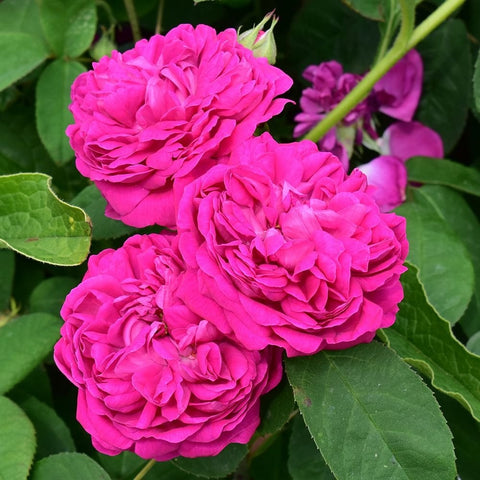 Pink rose blossoms with layered petals and green leaves, tight close-up