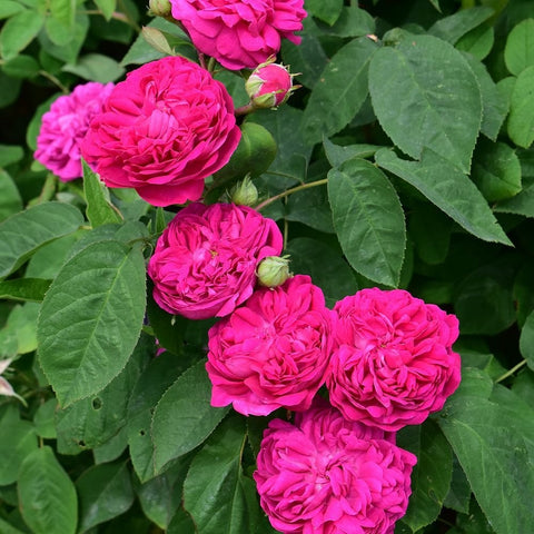 Pink rose blooms and unopened buds among green leaves on stems