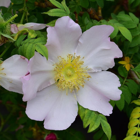 White shrub rose bloom with yellow center and green serrated leaves
