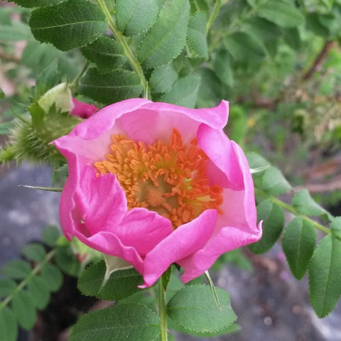 Pink shrub rose with orange center and surrounding green foliage