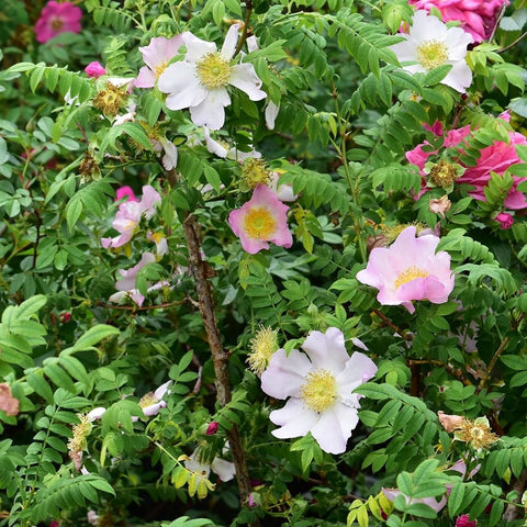 Cluster of pink and white shrub rose flowers among green leaves