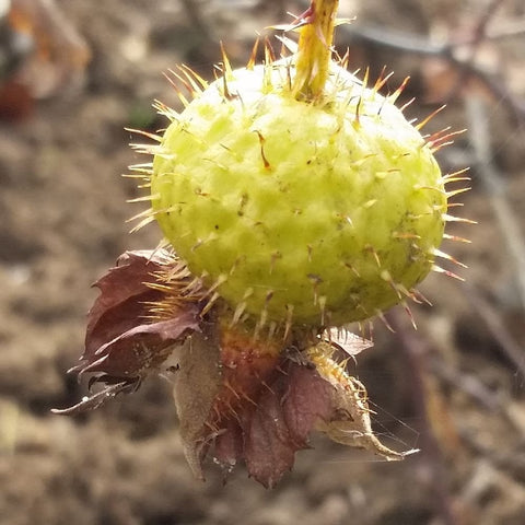 Green thorny rose hip on stem with spines and brown leaf bits