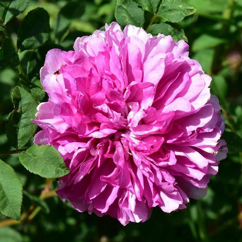 Pink double shrub rose bloom with layered petals and green leaves