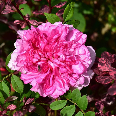 Pink double rose bloom on green stems with buds and surrounding leaves