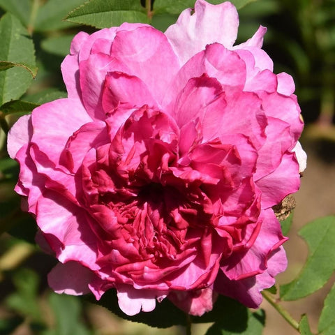 Fuchsia-pink double rose flower with ruffled petals and green leaves