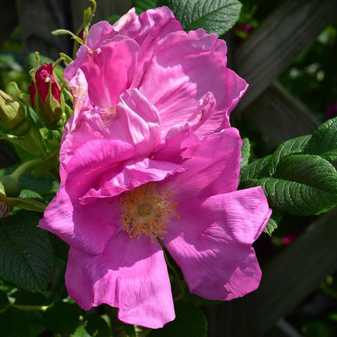 Pink rugosa rose bloom with ruffled petals and golden center, surrounded by green leaves