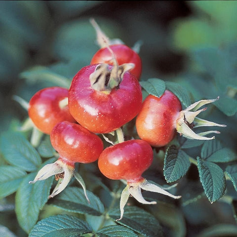 Orange-red rose hips cluster on green stems with small leaves