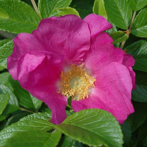 Vivid pink rugosa rose flower with textured petals and yellow center, green foliage